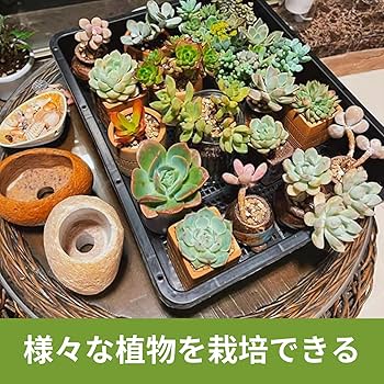 Amazon.co.jp: BeGrit 育苗ポット 苗トレー 5セット38x30cm育苗